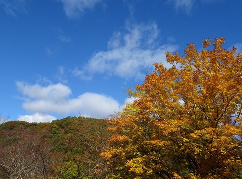 イタヤカエデDSC03555 (2)