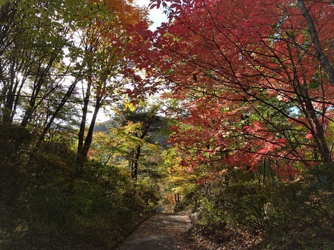 炭焼き小屋通路DSC03563 (2)