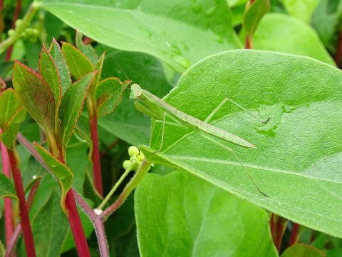 カマキリDSC02518