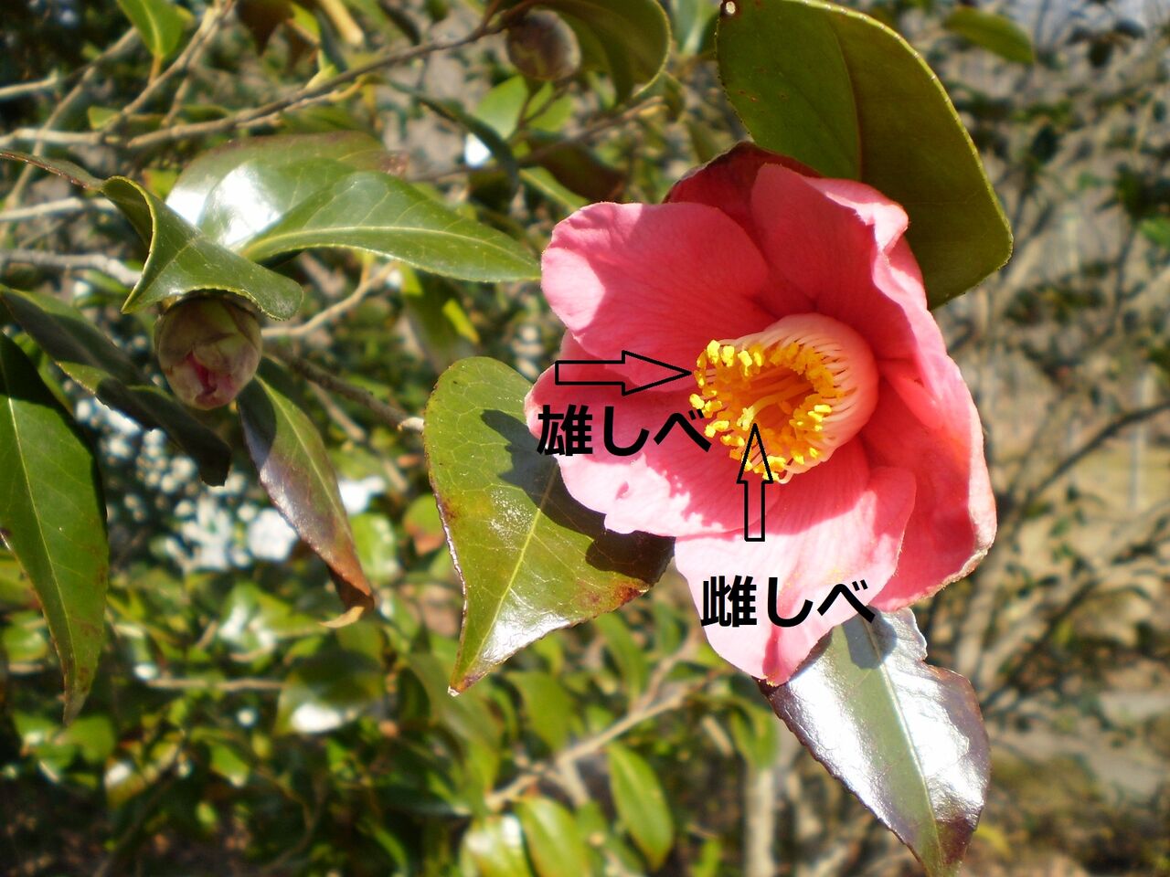すだれ滝だより 令和２年度 ５月 第４号 花だよりpart３ 秋保大滝植物園