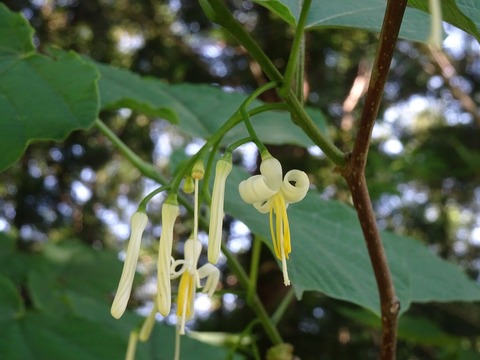 6.ウリノキDSC05004