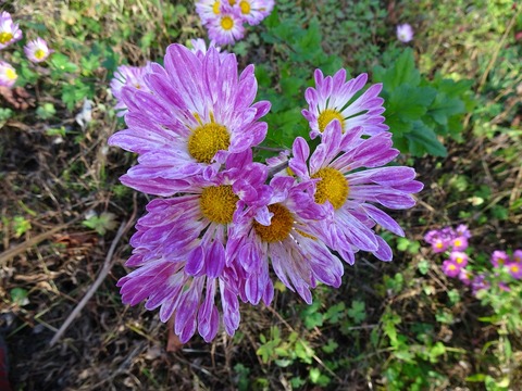 キクDSC03597