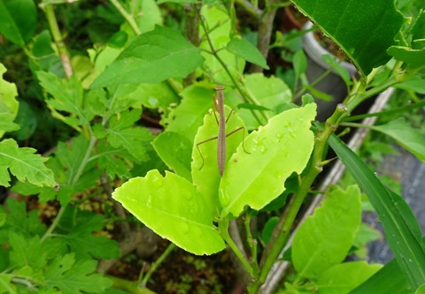 カマキリDSC05552 (2)