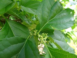 2.オニツルウメモドキ(雌花)DSC04955