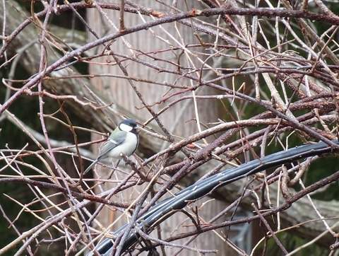 シジュウカラDSC04005 (2)