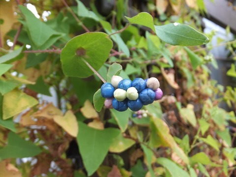 イシミカワDSCF8706