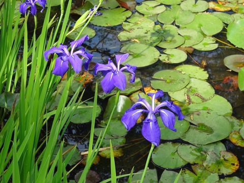 10.カキツバタDSC01830@