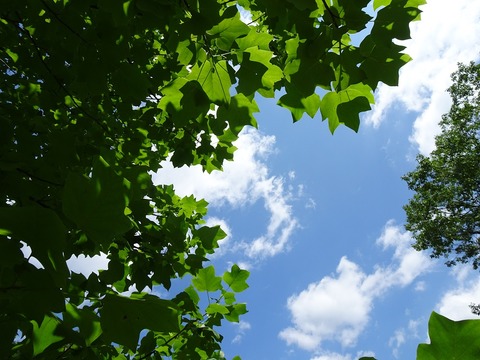 ユリノキ越しの青空DSC02835