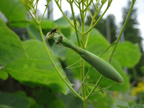 カマキリDSC03032