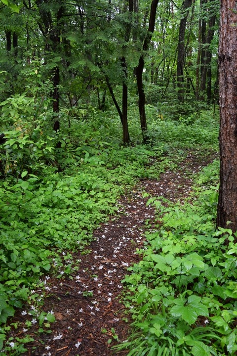 DSC_0107 (533x800)