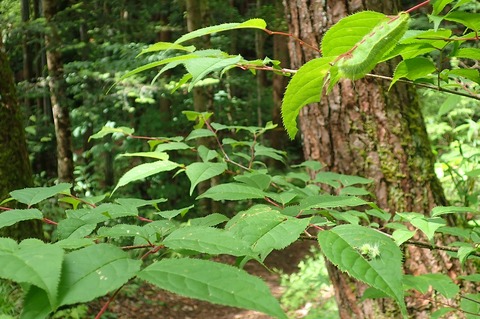 P6090024s