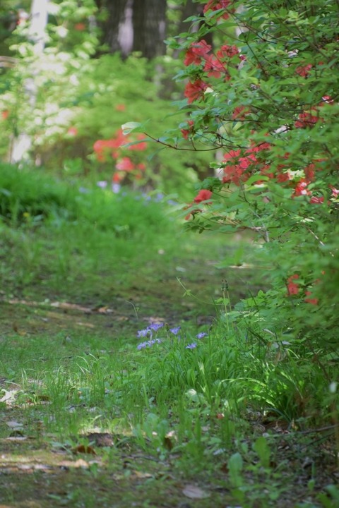 森の花園