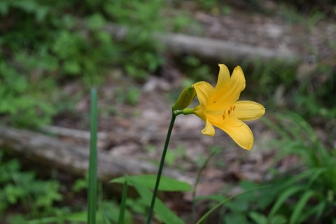 DSC_0031 (800x533)