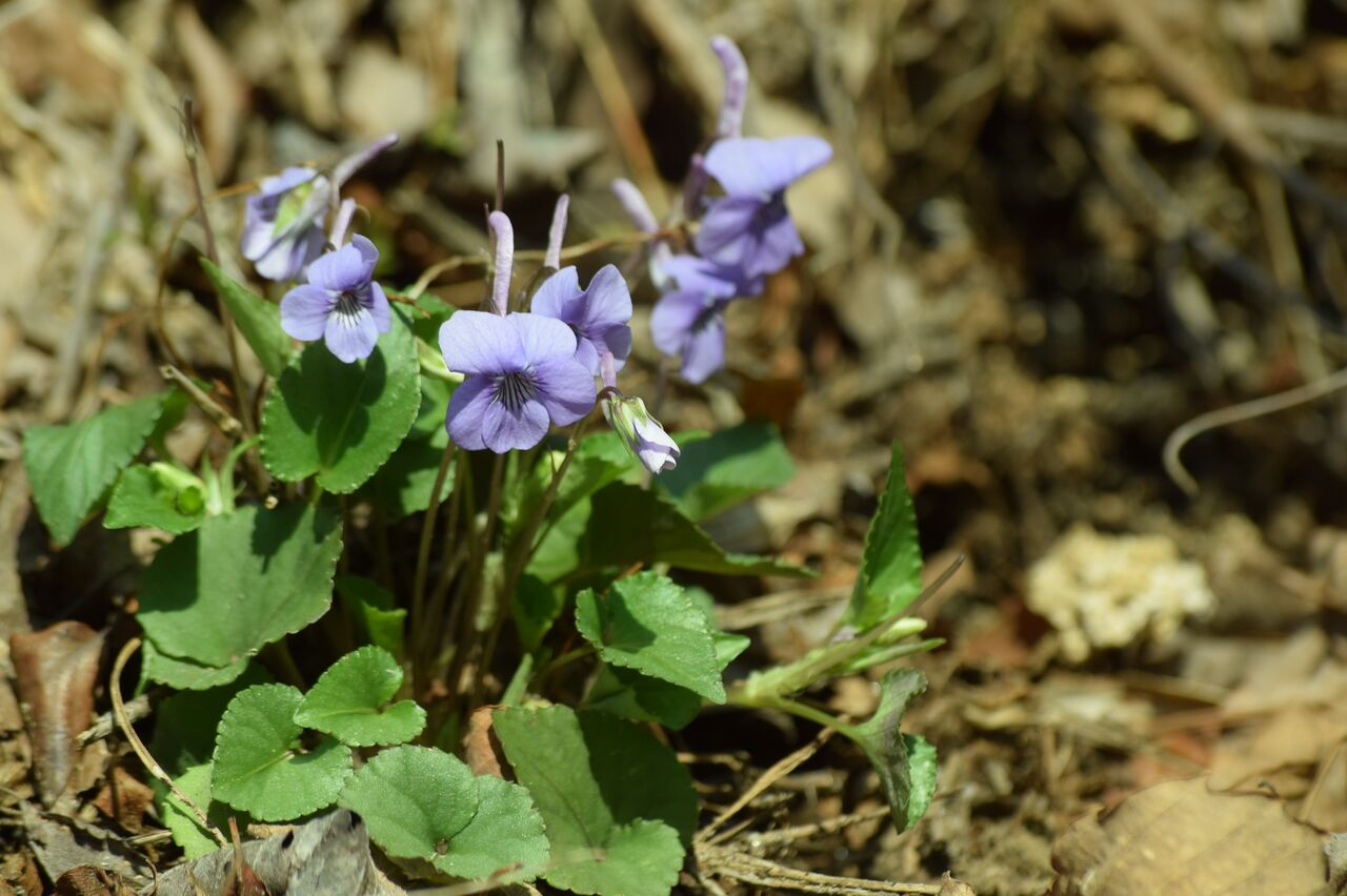 森のようす 春の草花 青葉の森緑地 森のようす 春の草花 青葉の森緑地