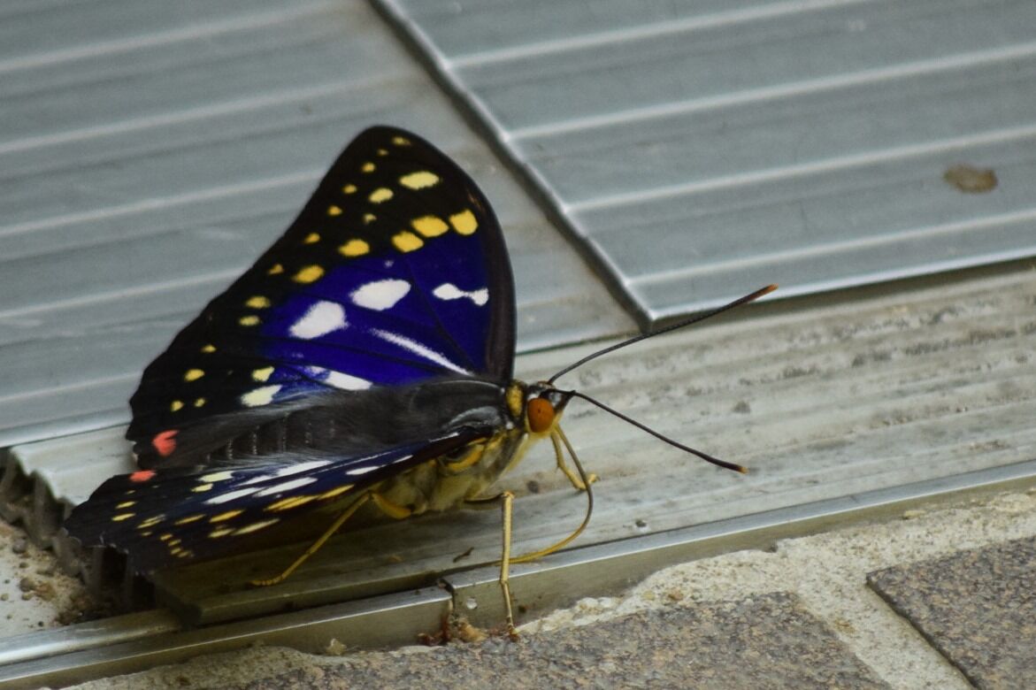 オオムラサキがきた 青葉の森緑地