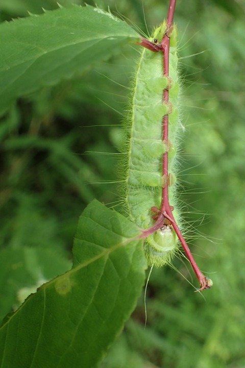 P6090020s