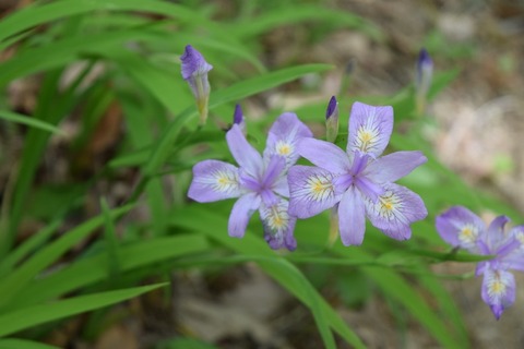 DSC_0054 (800x533)