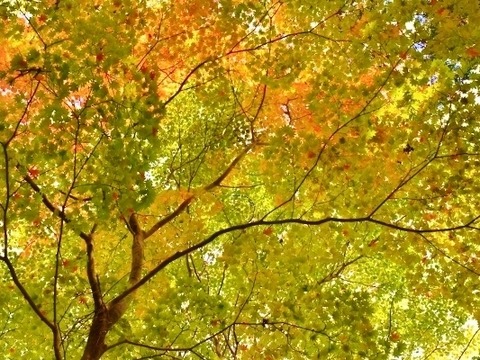 DSC_0065 (1024x683)