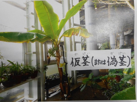 バナナ茎 バナナの観察日記9 君は草だったの？ : やまいちサステナパーク七北田