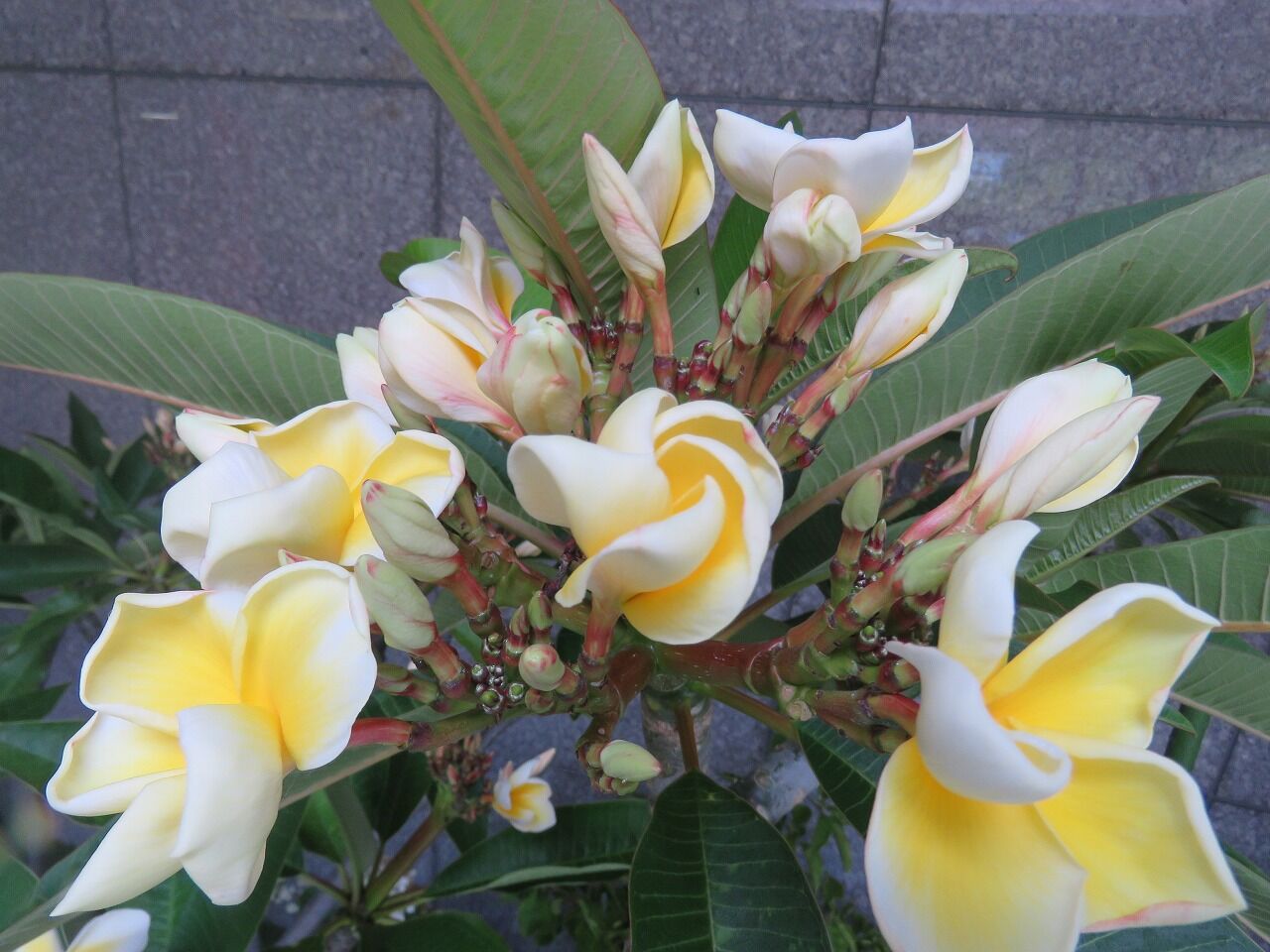緑化ホールの植物たち プルメリアは死者の花 七北田公園都市緑化ホール