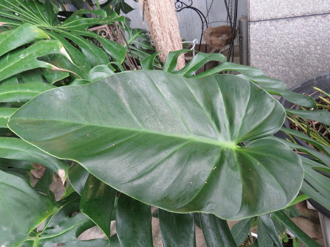 緑化ホールの植物たち モンステラの葉の秘密 七北田公園都市緑化ホール 緑化ホールの植物たち モンステラの葉の秘密 七北田公園都市緑化ホール