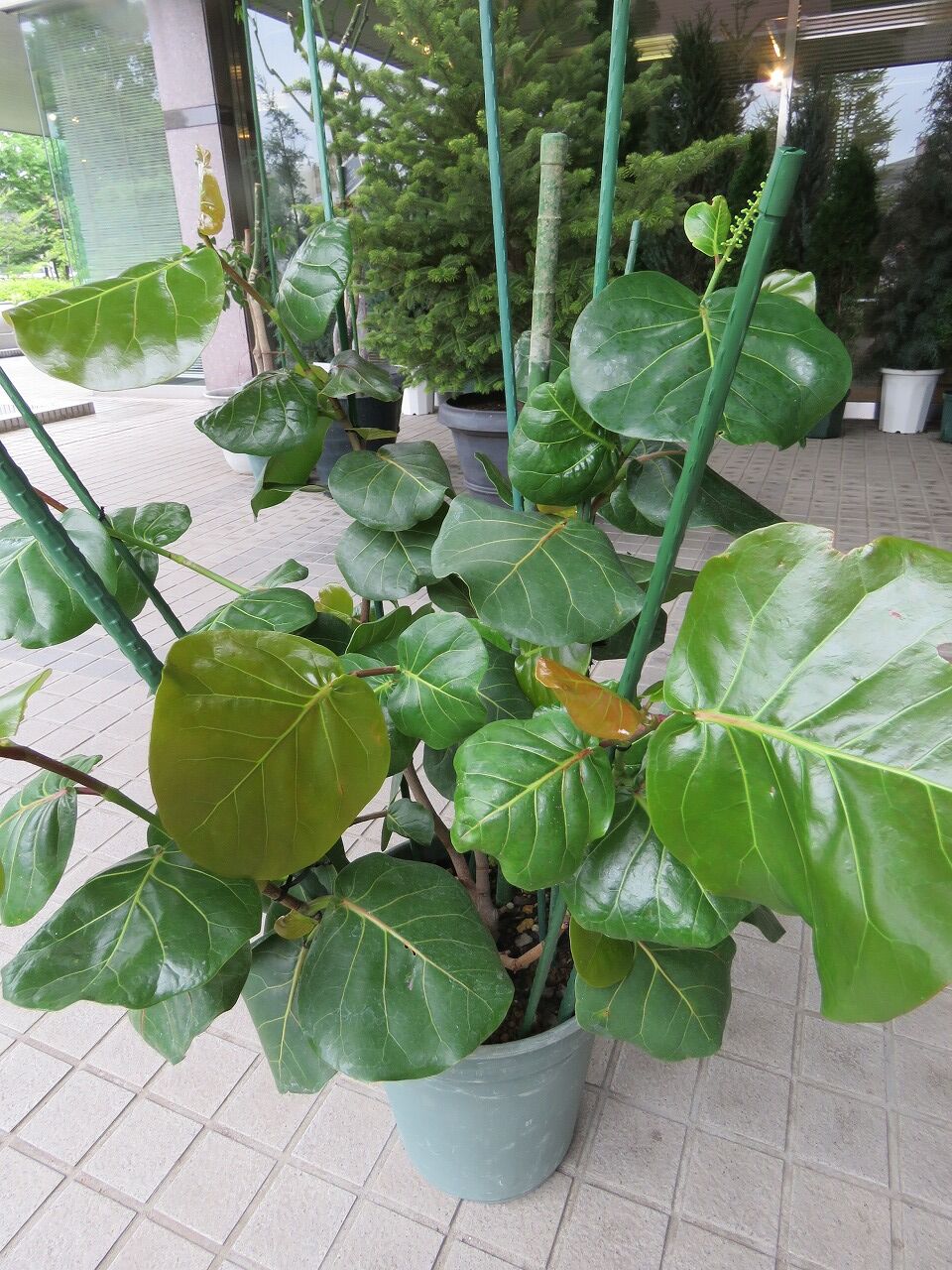 緑化ホールの植物たち シーグレープの花が咲くかも 七北田公園都市緑化ホール