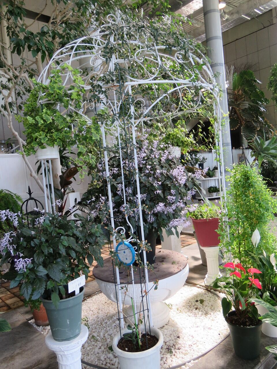 緑化ホールの植物たち ジャスミンってジャスミンティー 七北田公園都市緑化ホール