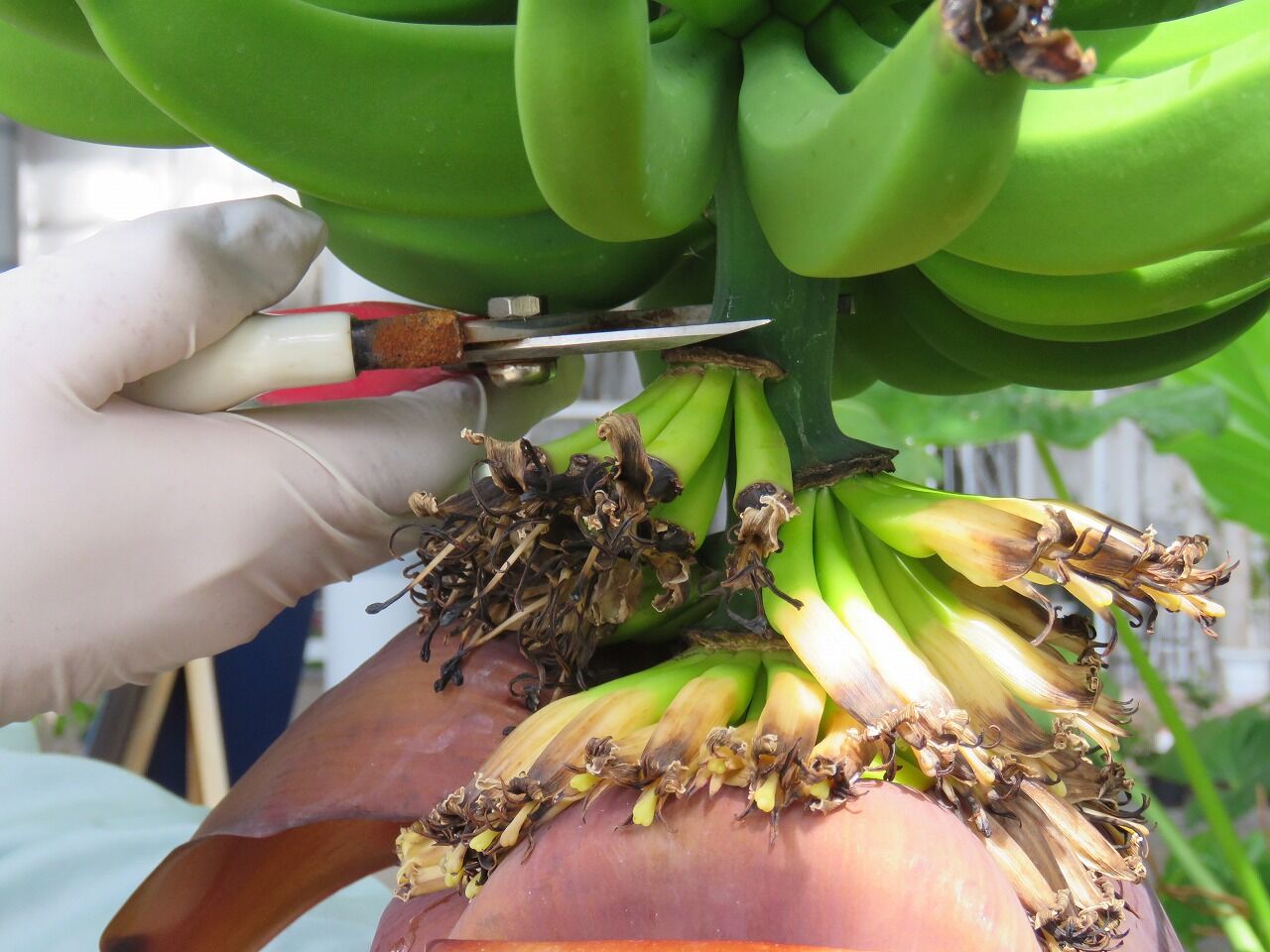 緑化ホールの植物たち㊽ 緑化ホールの植物たち バナナハートを収穫しま