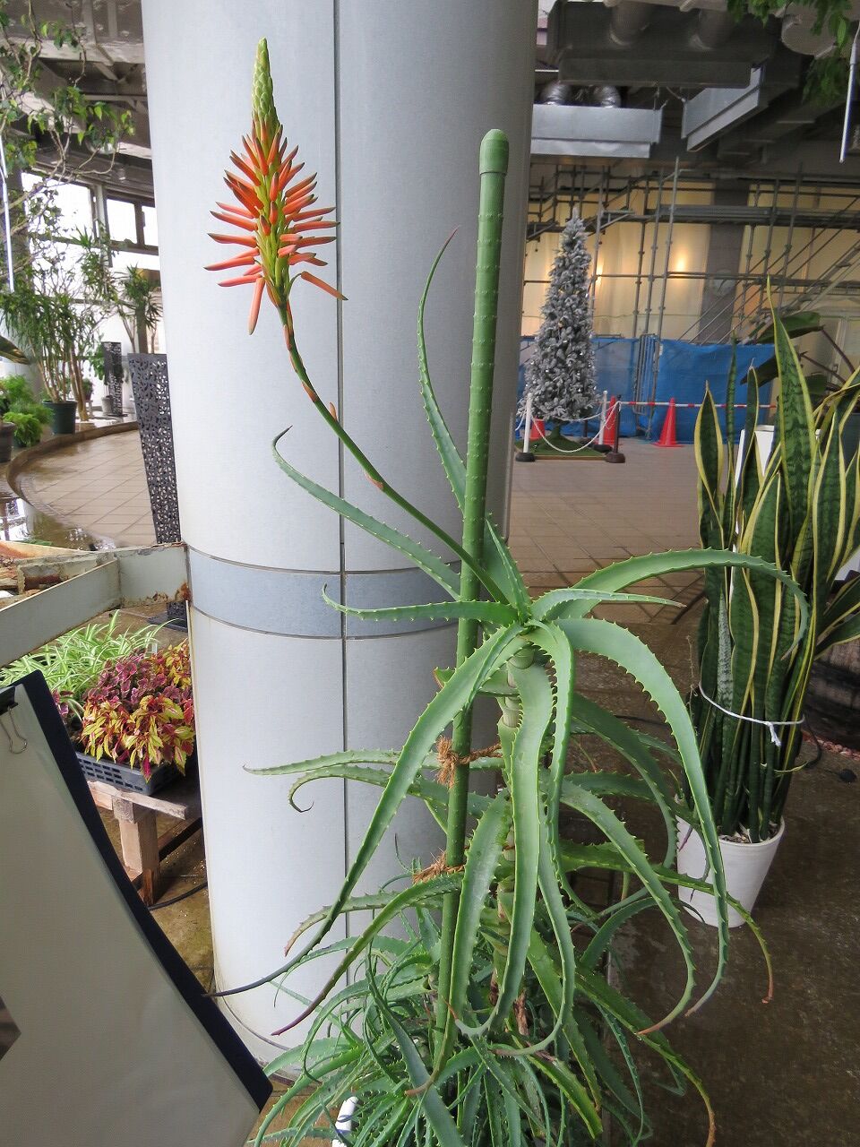 緑化ホールの植物たち アロエが咲いた と思ったら 七北田公園都市緑化ホール