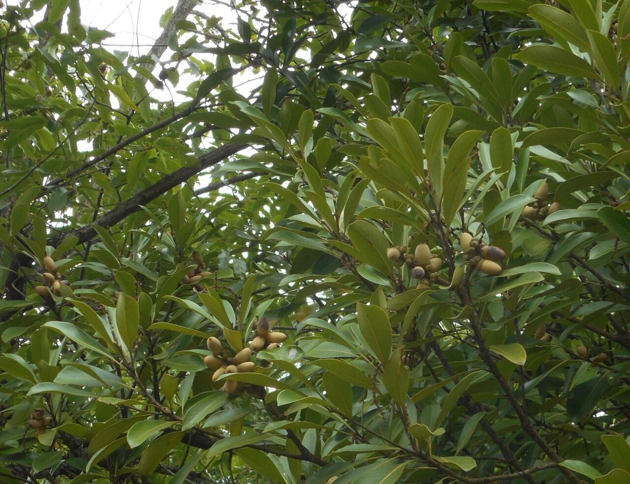 七北田公園 どんぐりだより 七北田公園都市緑化ホール 七北田公園 どんぐりだより 七北田公園都市緑化ホール