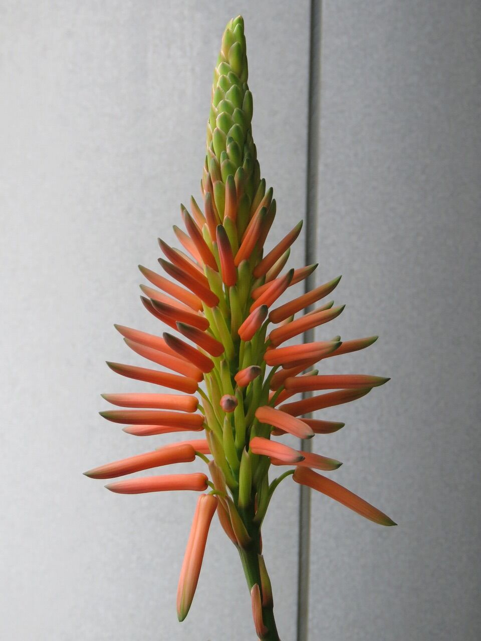 緑化ホールの植物たち アロエが咲いた と思ったら 七北田公園都市緑化ホール