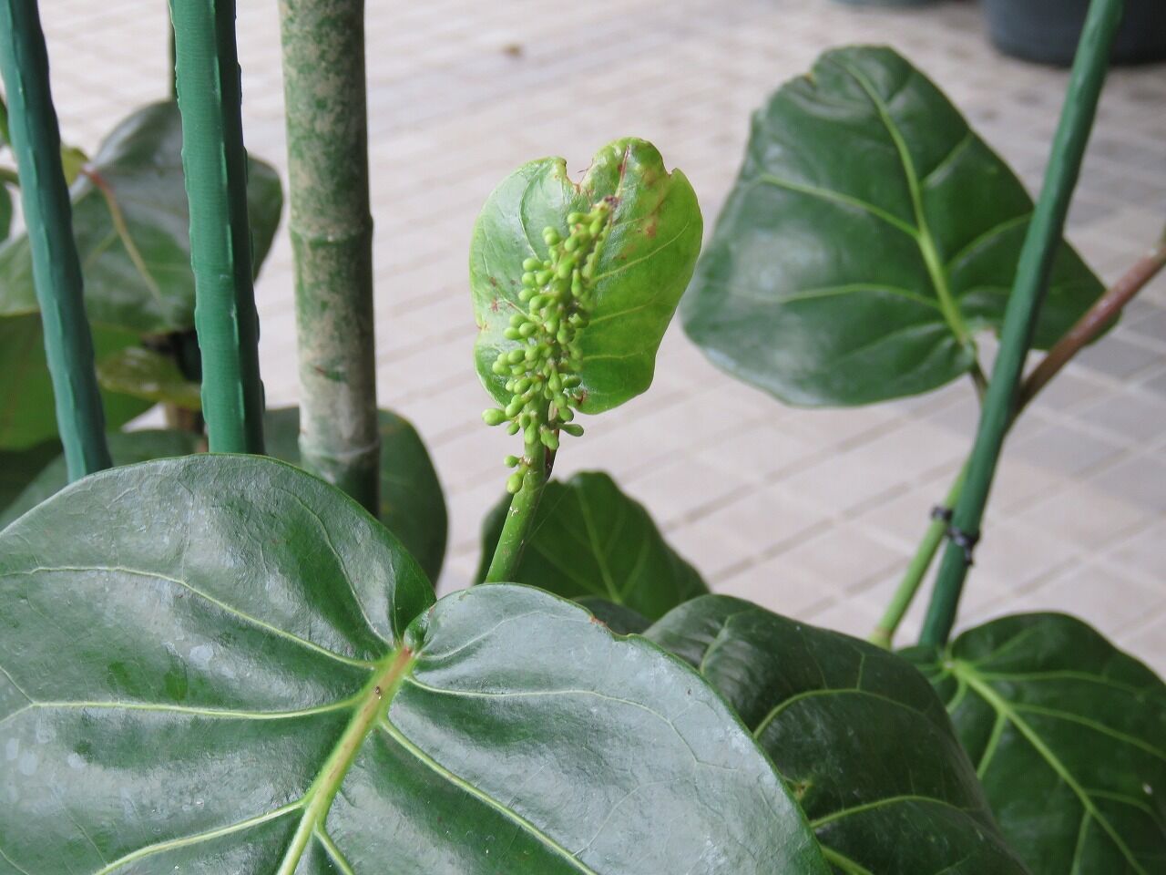 緑化ホールの植物たち シーグレープの花が咲くかも 七北田公園都市緑化ホール