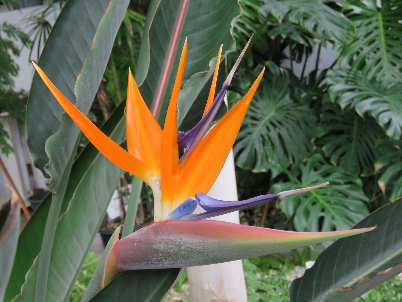 緑化ホールの植物たち ゴクラクチョウカ 極楽鳥 極楽蝶 七北田公園都市緑化ホール 緑化ホールの植物たち ゴクラクチョウカ 極楽鳥 極楽蝶 七北田公園都市緑化ホール