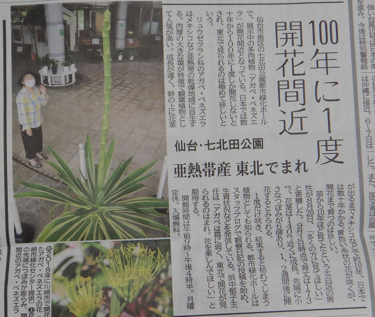 アガベの観察日記 河北新報に紹介されました 七北田公園都市緑化ホール アガベの観察日記 河北新報に紹介されました 七北田公園都市緑化ホール