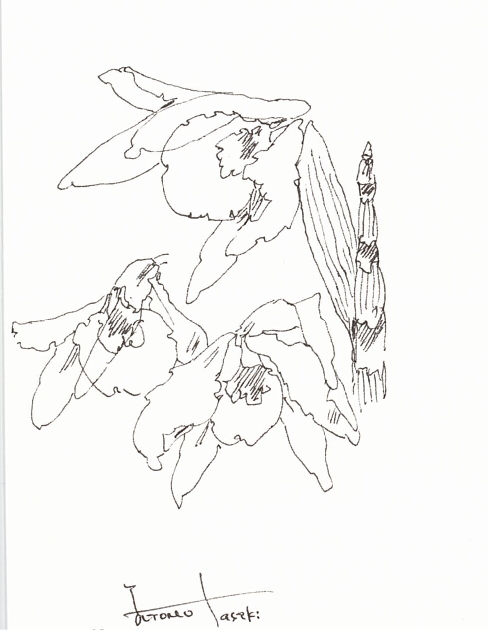 市民園芸講座 「透明水彩で描く花のはがき絵」を開催しました