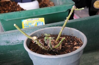 木立性バラの剪定と植替え 七北田公園都市緑化ホール
