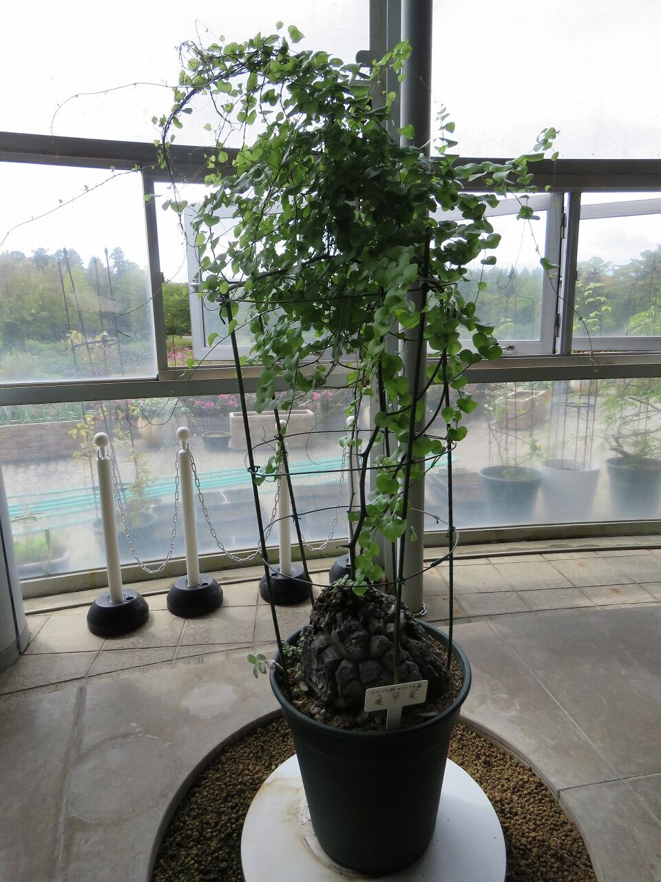 〈特選株29〉バキバキ亀甲竜＂健康元気体＂実生5,6年 7.5cmポット 特選株29〉バキバキ亀甲竜＂健康元気体＂実生5,6年 7.5cmポット