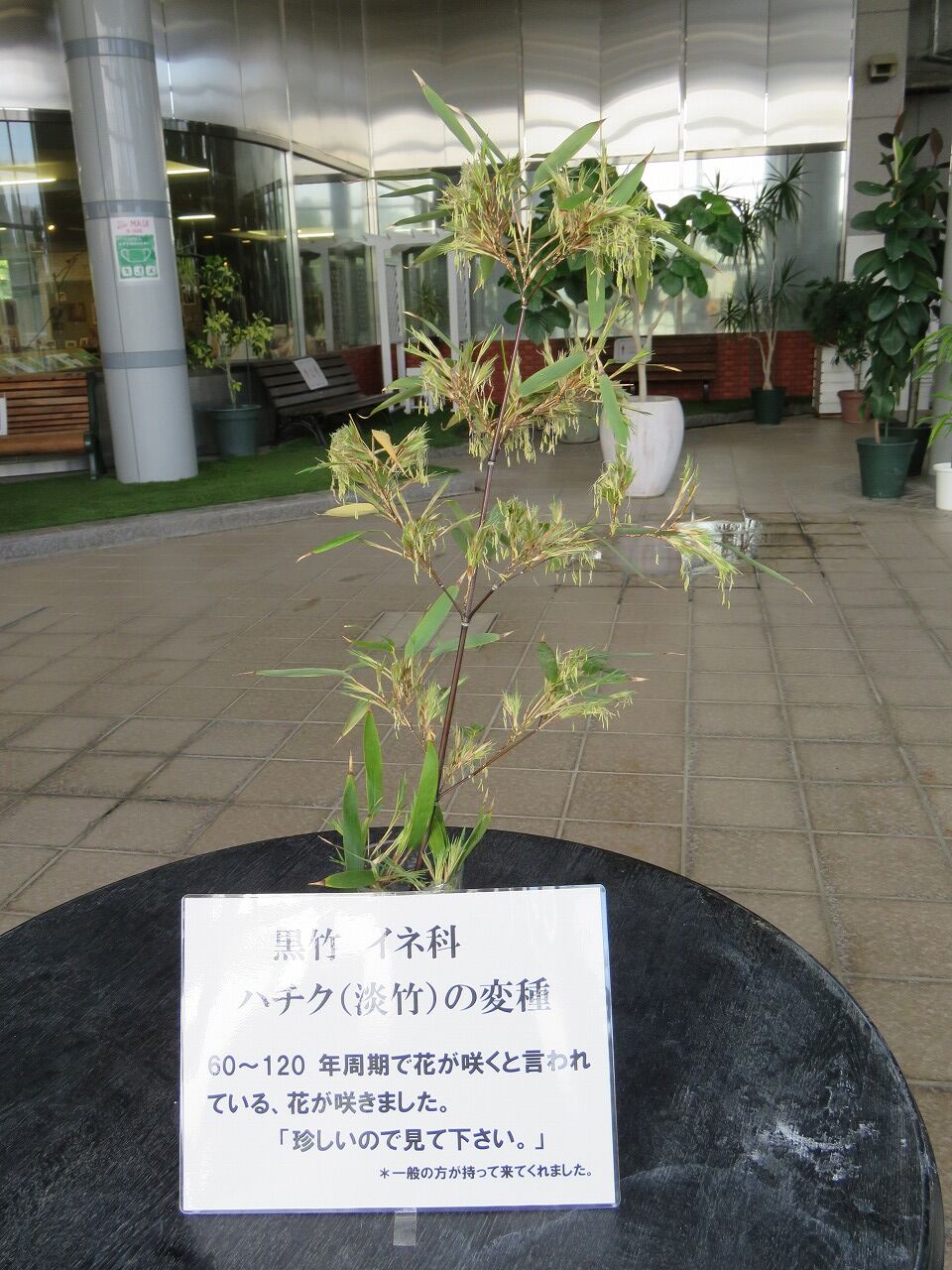 緑化ホールの植物たち 1年に一度咲く 黒竹 見参 七北田公園都市緑化ホール 緑化ホールの植物たち 1年に一度咲く 黒竹 見参 七北田公園都市緑化ホール
