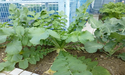 秋からの野菜作り