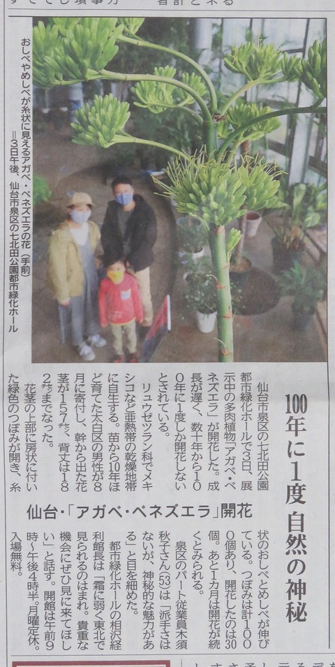 アガベの観察日記 新聞見て来ました 七北田公園都市緑化ホール アガベの観察日記 新聞見て来ました 七北田公園都市緑化ホール