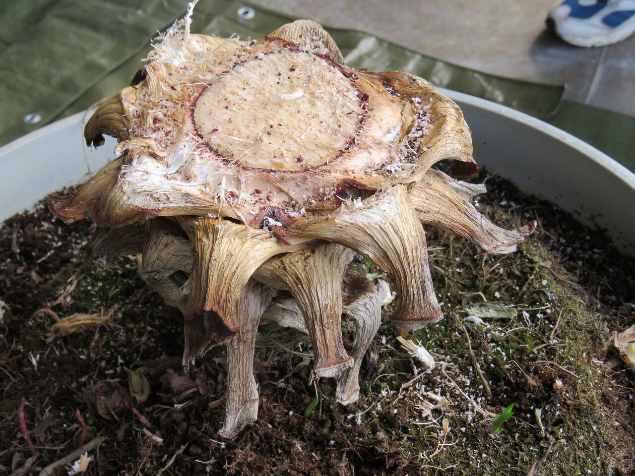 緑化ホールの植物たち㉝ アガベの子株をプレゼントします！ : やまいち