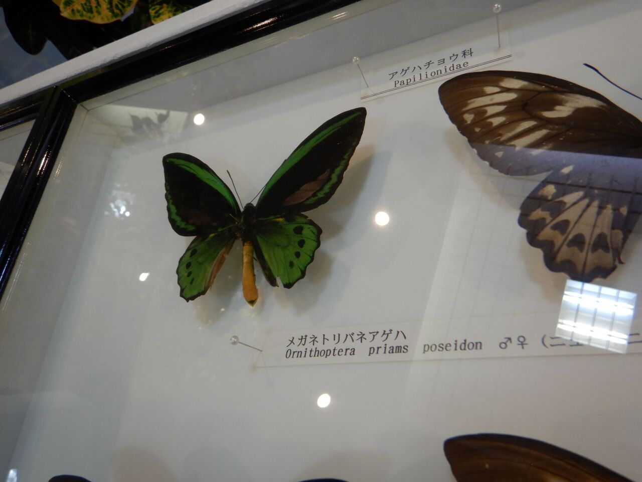 夏休み企画展 アジアのチョウ標本展 はじまりました 七北田公園都市緑化ホール