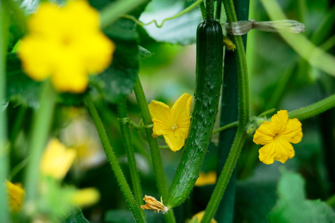 野菜の育て方