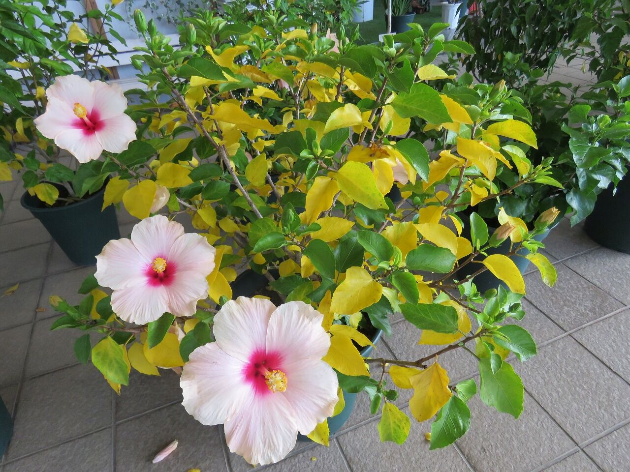 緑化ホールの植物たち㊲ ハイビスカスが落葉したと思いきや