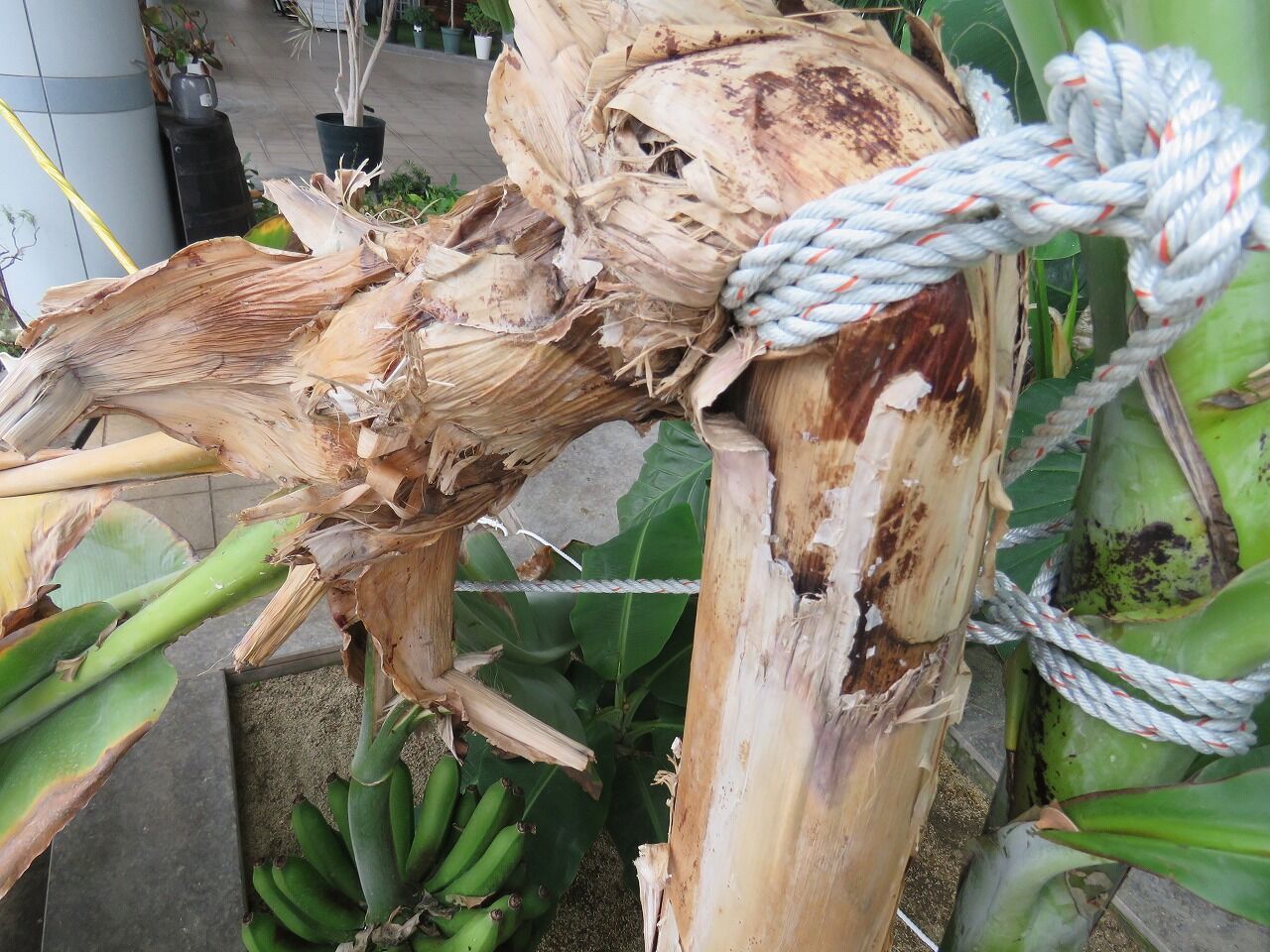 バナナが折れた！ : やまいちサステナパーク七北田公園 都市緑化ホール