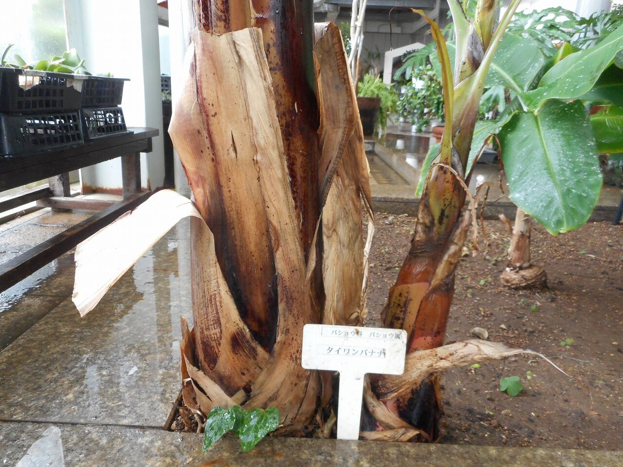 バナナ茎 バナナの観察日記9 君は草だったの？ : やまいちサステナパーク七北田