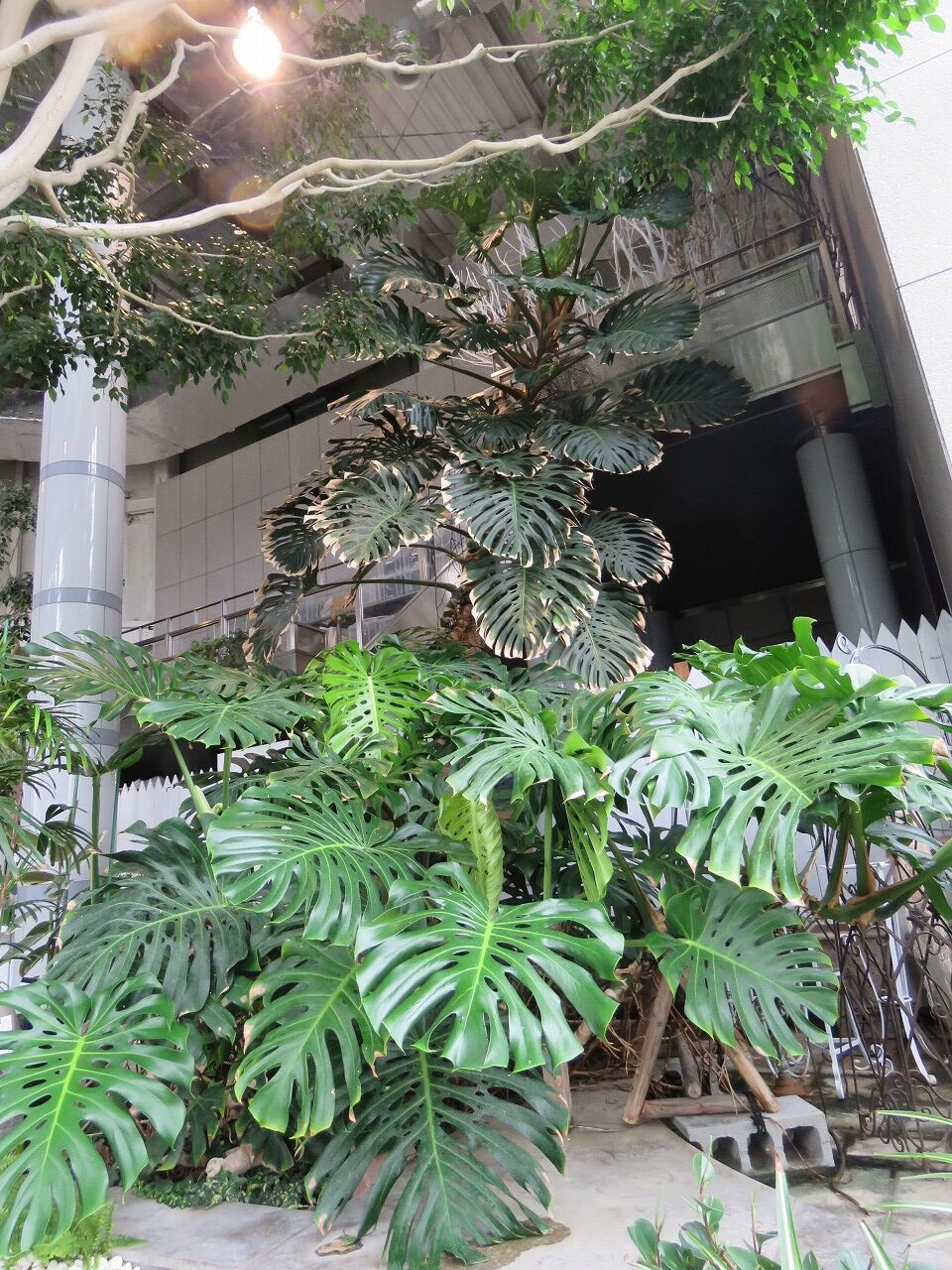 緑化ホールの植物たち モンステラの実を食べてみた 七北田公園都市緑化ホール