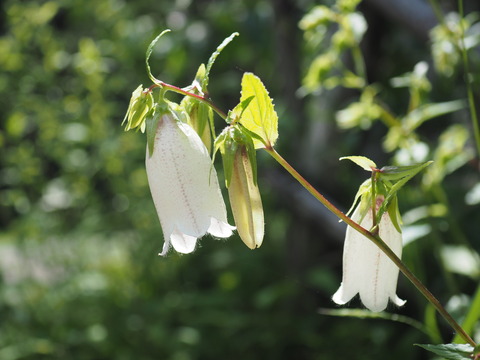 P6112715