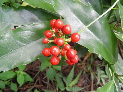P7280022