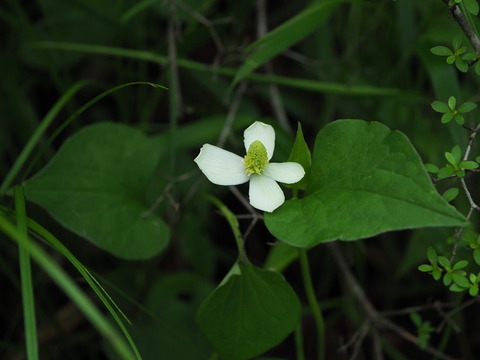 P6040390